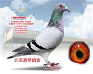 2014年新疆飞天公棚500公里40名