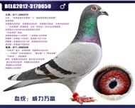 比利时蛟龙—威力万富