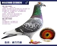 比利时蛟龙—威力万富