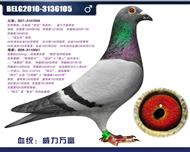 比利时蛟龙—威力万富