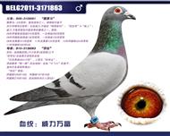 比利时蛟龙—威力万富