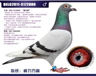 比利时蛟龙—威力万富