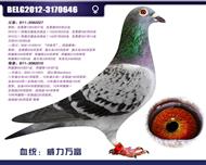 比利时蛟龙—威力万富