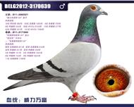 比利时蛟龙—威力万富