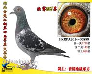 湖北金楚公棚2014年决赛258名