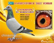 张家口千羽千翔公棚决赛365名