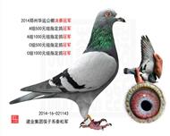 郑州华远公棚决赛冠军