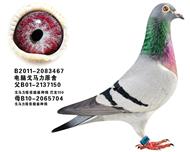 巴龙150之女67号