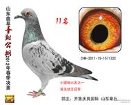 圣翔公棚鸽王冠军