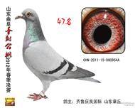 曲阜圣翔公棚决赛47名