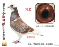 曲阜圣翔公棚决赛79名；幼鸽25名