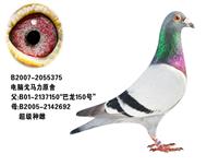 无敌戈马力（巴龙150直子）