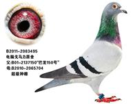 巴龙495