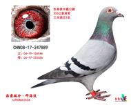 中鑫公棚冠军(己售西安)