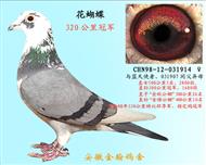 勃默德花蝴蝶（已退役）