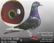 杨阿腾-多利 （已售）