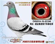 河南许昌铭泰公棚决赛235名