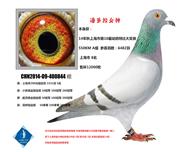 14年上海特比8名 已转