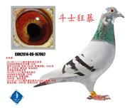 斗士狂暴 已转浙江鸽友收藏