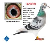 龙神咏者  已转宁夏