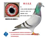 傲天龙皇  已转鸽友收藏