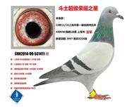 上海市特比环决赛亚军