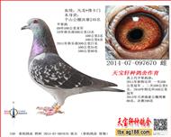 辽宁千山公棚决赛249名