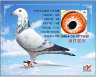 荣安家族将军鸽王(转辽宁）