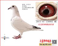 辽宁梓恒赛鸽公棚决赛25名（已售）