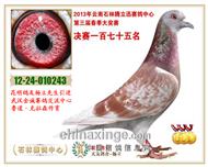 云南石林公棚决赛175名