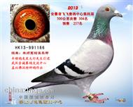 安徽飞飞公棚决赛304名