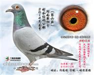 河南祥和公棚决赛85名