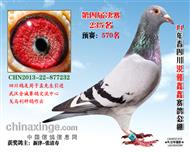 四川鑫鑫公棚决赛235名