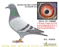 广东爱亚卡普决赛135名