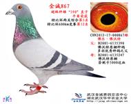 小号环特留种鸽