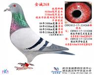 双冠军作出特留种鸽