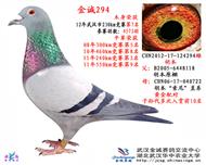 12年秋230km7名胡本