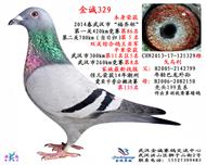 700km当日归鸽王亚军