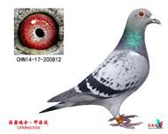 冠军独行木兰(北京己定）