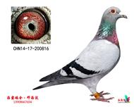 四关季军500季军