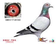 四关鸽王冠军＋13冠军