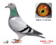 四关鸽王亚军(太原己定)