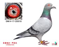 小石板四冠军(北京已定)