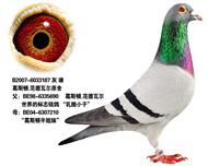 奶酪小子直子--涡轮雄