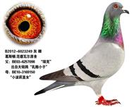 奶酪小子孙女---美丽女孩