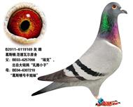 奶酪小子孙女---梦幻女郎