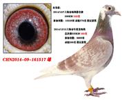 逍遥骑士   已转