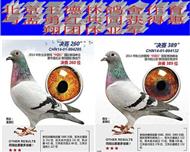 中国惠翔国际赛鸽公棚获团体亚军.