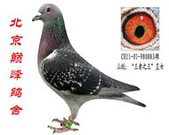 【“王者之王”直女】