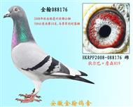 狄尔巴088176公棚10名